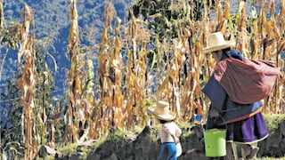 Ocho regiones del país están en situación grave de hambre y no es por falta de alimentos