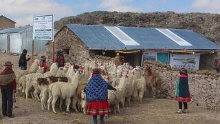 Día Nacional de la Alpaca: Implementan cobertizos en Puno y otras 11 regiones