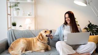Día del Perro: siete consejos para crear un hogar seguro para tu mascota