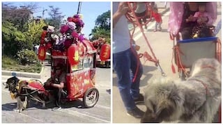 ​China: ¡Crueldad! perros son obligados a jalar carruajes llenos de gente