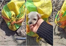 Ica: hallan cachorros abandonados dentro de una bolsa de rafia en el distrito de Santiago