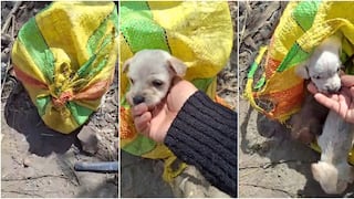 Ica: hallan cachorros abandonados dentro de una bolsa de rafia en el distrito de Santiago
