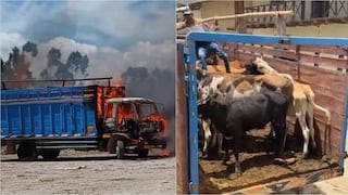Robaban 14 ganados, rescatan a los animales y queman camión de abigeos en Cora Cora
