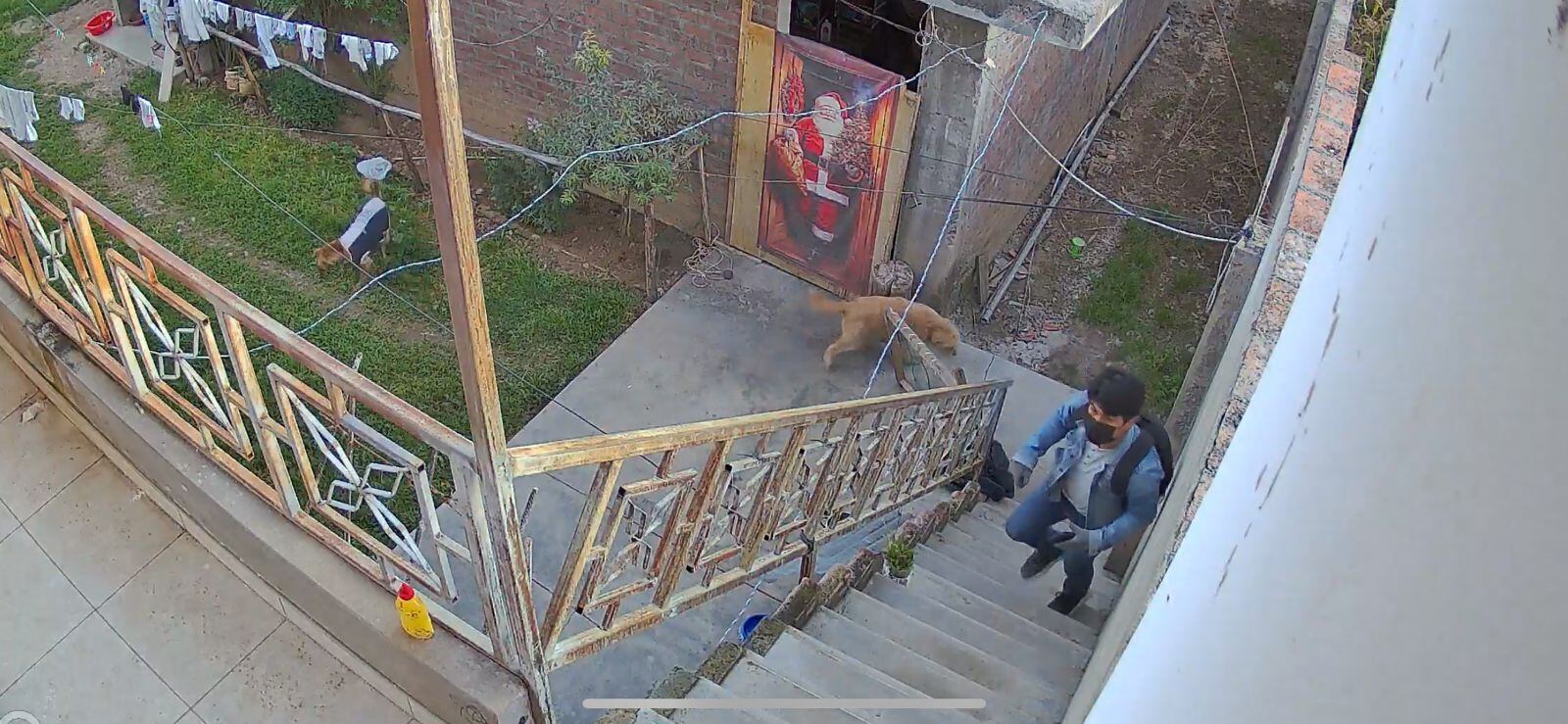 Dan de comer a los perros y aprovechan vaciar casa