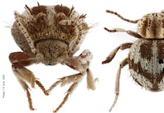 Nasca: Descubren nueva especie de “escarabajos araña” en la Reserva Nacional San Fernando