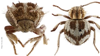 Nasca: Descubren nueva especie de “escarabajos araña” en la Reserva Nacional San Fernando