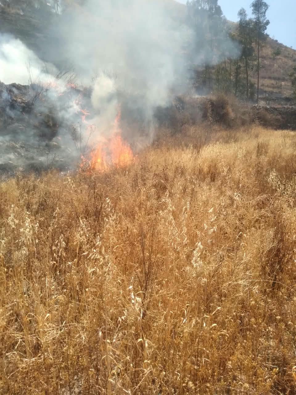Incendio forestal en alrededores del complejo arqueológico Uyo Uyo, en Yanque, Caylloma (Arequipa). Foto: COER.