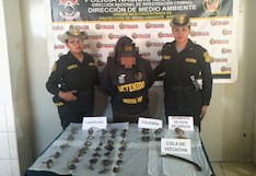 Arequipa: Detienen a persona con lagartijas, culebras y restos de fauna silvestre