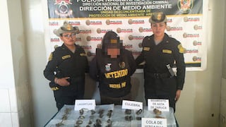 Arequipa: Detienen a persona con lagartijas, culebras y restos de fauna silvestre