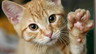 Día Internacional del Gato: ¿Qué es y por qué se celebra? 
