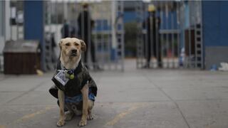 Periodista informa que perrito que esperó en el hospital Almenara tiene dueño 