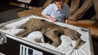 Cría de mamut de sólo un mes se expone por primera vez en Europa