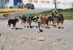 Salud pública en peligro ante presencia de jaurías en Arequipa