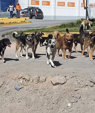 Perros muerden y dejan grave a un hombre en el distrito de Yura en Arequipa. (Foto: Archivo GEC)