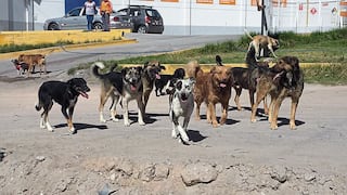 Salud pública en peligro ante presencia de jaurías en Arequipa