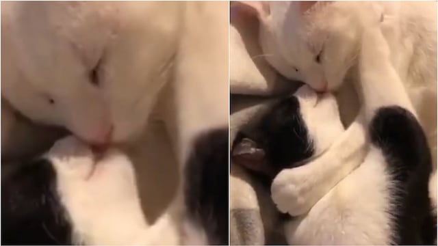 Tiernos gatos se dan de besos y causan furor en Facebook (VIDEO)