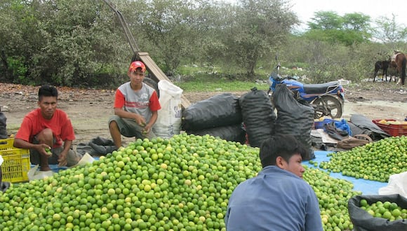 Agricultores del limón son uno de los más afectados por las lluvias que se registraron los primeros meses del año en la región Piura
