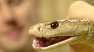 Joven sobrevive a mordedura de la serpiente más venenosa del mundo