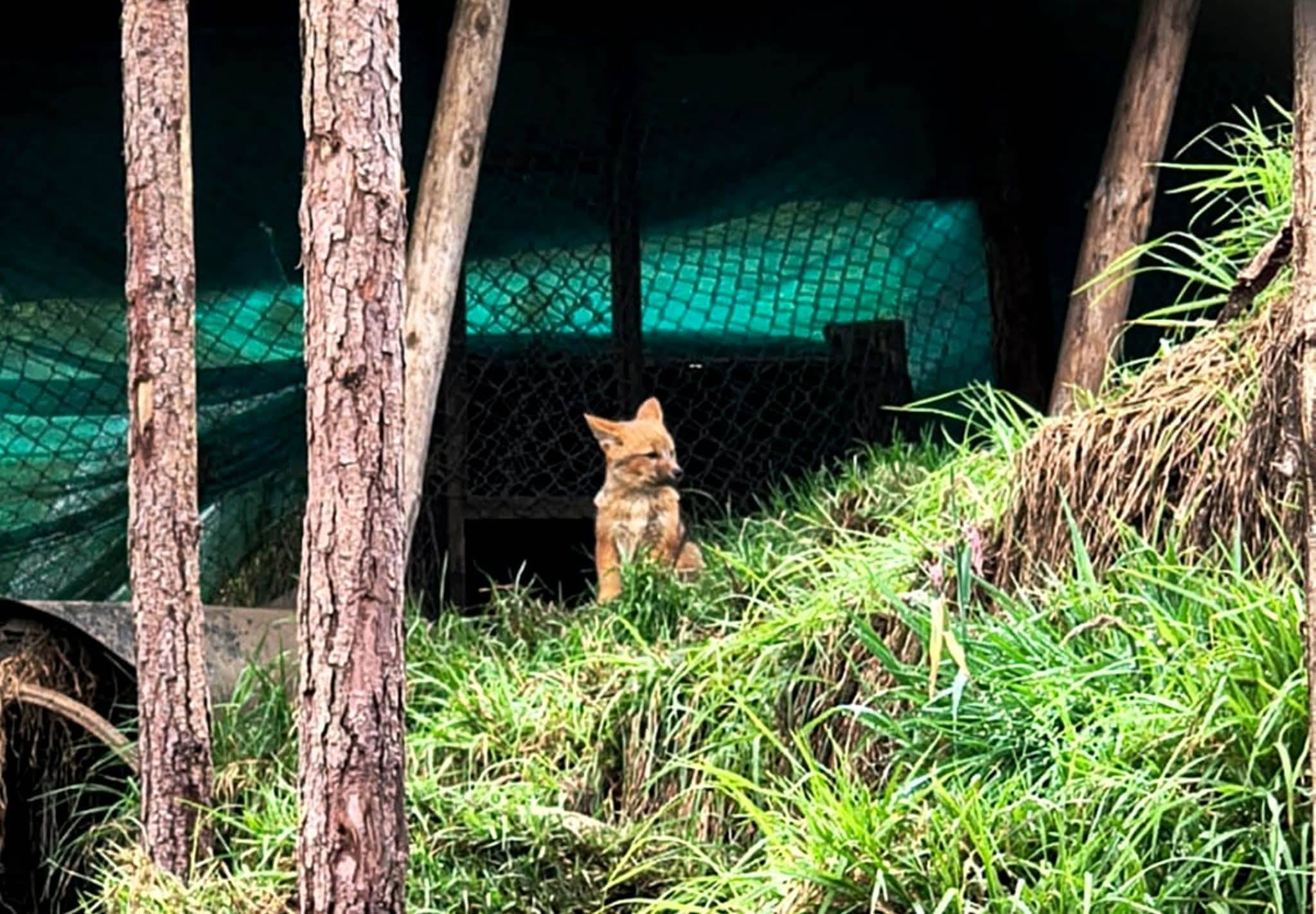 Run Run, el zorro andino que conquistó el Perú, ya es padre. Foto: SERFOR.