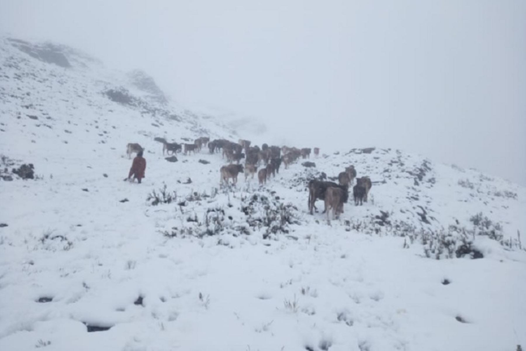Las heladas meteorológicas se registran porque no ha habido nubosidad y lluvias. (Foto:Andina)