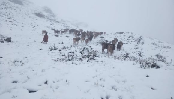 Las heladas meteorológicas se registran porque no ha habido nubosidad y lluvias. (Foto:Andina)