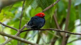 Oxapampa: la capital peruana de la observación de aves