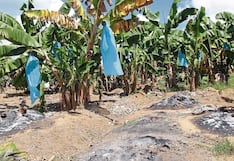Plaga destruye mil hectáreas de banano en Piura