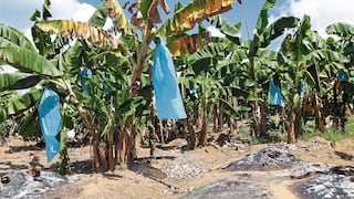 Plaga destruye mil hectáreas de banano en Piura