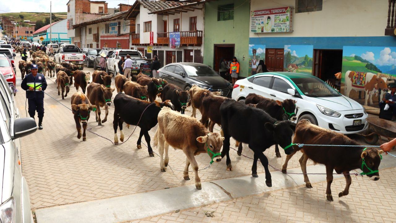 Alcalde Santos Ruiz Guerra lideró la entrega de 101 terneros de la raza Brown Swiss en el distrito de Chugay.
