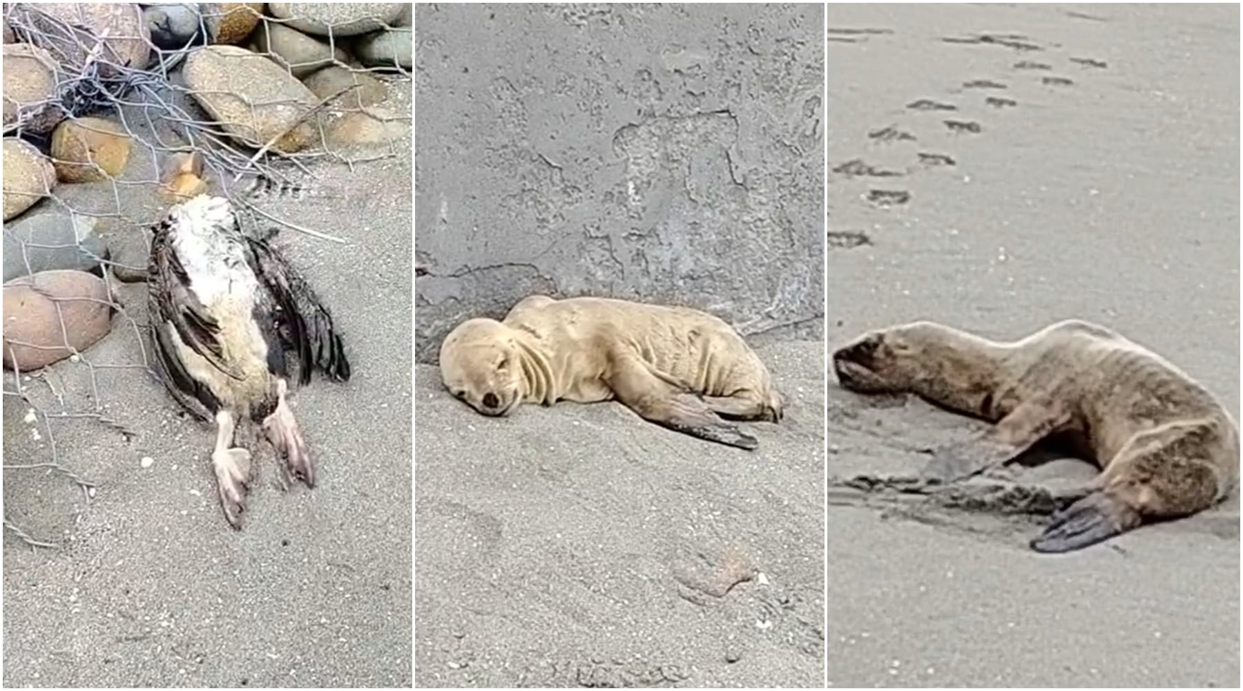 Chincha: hallan numerosas aves muertas y lobos marinos agonizantes en playa Cruz Verde