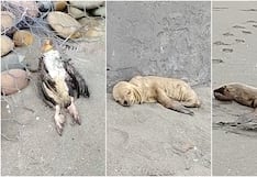 Chincha: hallan numerosas aves muertas y lobos marinos agonizantes en playa Cruz Verde