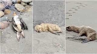 Chincha: hallan numerosas aves muertas y lobos marinos agonizantes en playa Cruz Verde