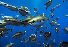 Atún Yellowfin: cuáles son sus beneficios y qué lo diferencia de otras variedades