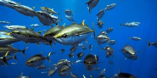 El atún Yellowfin aporta proteínas y nutrientes como omega-3 y vitamina B12. Conoce sus características, qué es la ventresca y la nueva oferta en Perú.