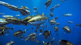 Atún Yellowfin: cuáles son sus beneficios y qué lo diferencia de otras variedades