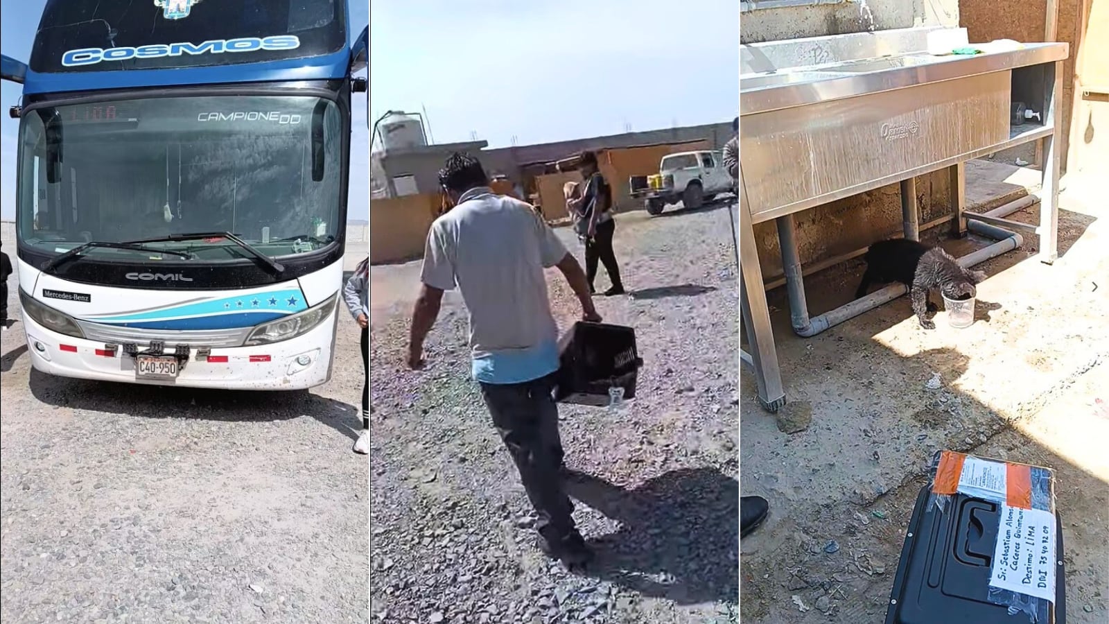 Denuncian que perro fue llevado como encomienda en bus Arequipa-Lima. Foto: Captura de pantalla/Giovanna Fuentes.