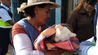 Serenos del distrito de Paucarpata rescataron a mascota incrustada en reja de una vivienda en Arequipa