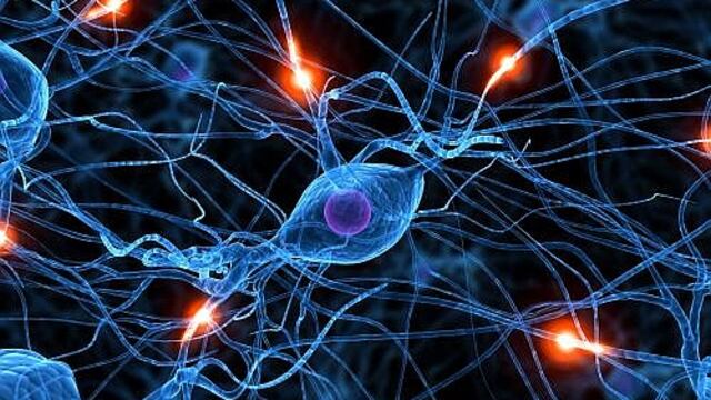 Descubren el mecanismo que utiliza el cerebro para eliminar neuronas muertas