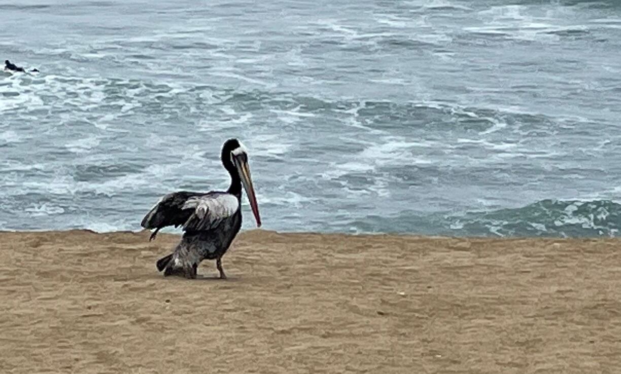 Una de las especies más afectada ha sido el pelicano. (Foto: Liz Saldaña / RMMN)