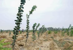 Huanchaco: El Tablazo se consolida como pulmón verde de Trujillo