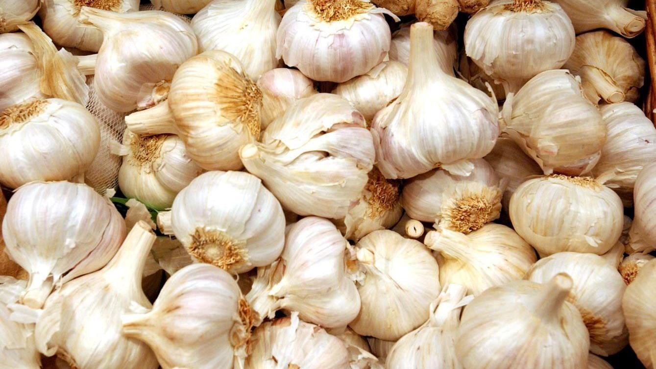 Analizan efectos del clima en producción de la cebolla y el ajo. Foto: GEC.