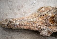 Exhiben en Perú fósil de delfín marino de 12 millones de años hallado en Ocucaje