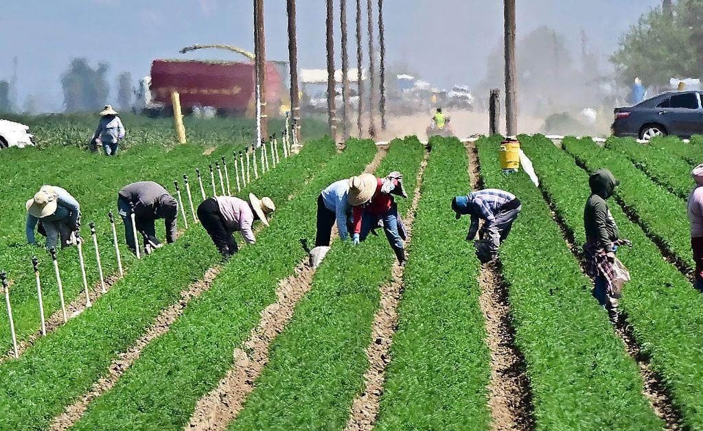 El trabajo en el sector agrícola es intenso durante la cosecha.