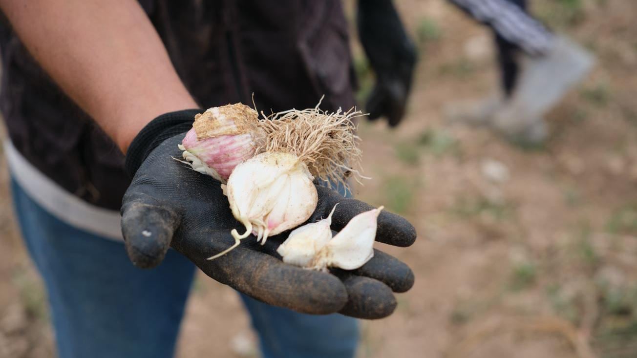 Arequipa: Agricultores afectados en Islay por riesgos climáticos pueden inscribirse al seguro catastrófico