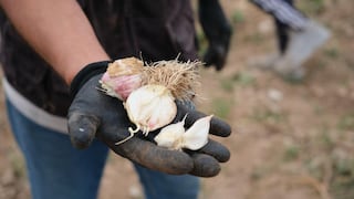 Arequipa: Agricultores afectados en Islay por riesgos climáticos pueden inscribirse al seguro catastrófico