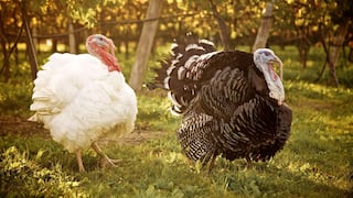 ¿Pavo negro o blanco? Además del color, conoce las diferencias de cada uno