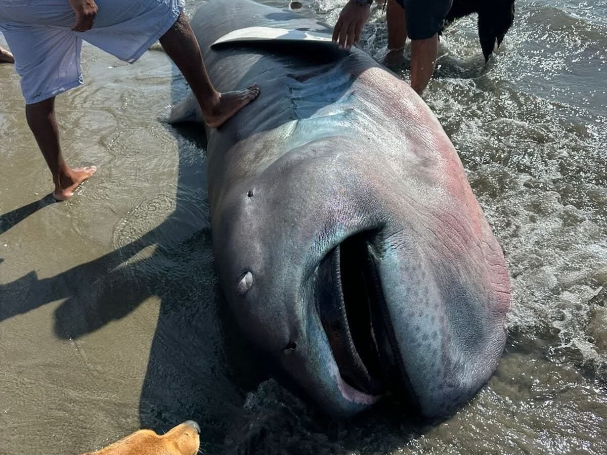 El ejemplar de 4,52 metros fue encontrado entre la playa Gaviotas y Yacila. Especialistas advierten que se trata de una especie extremadamente rara y poco estudiada. (Foto del primer tiburón megaboca que quedó varado en Piura)