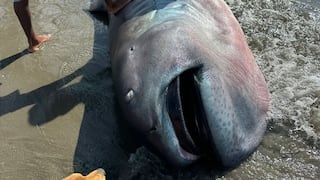 Hallan varado en Piura a un tiburón megaboca, una de las especies más raras del mundo