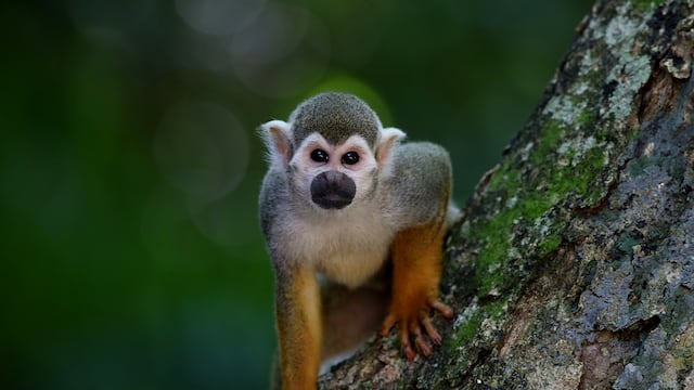 Es muy probable que el brote de la viruela del mono tenga un origen único, señala estudio