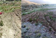 Chincha: heladas afectan cultivos en Chavín, San Pedro de Huacarpana y San Juan de Yanac